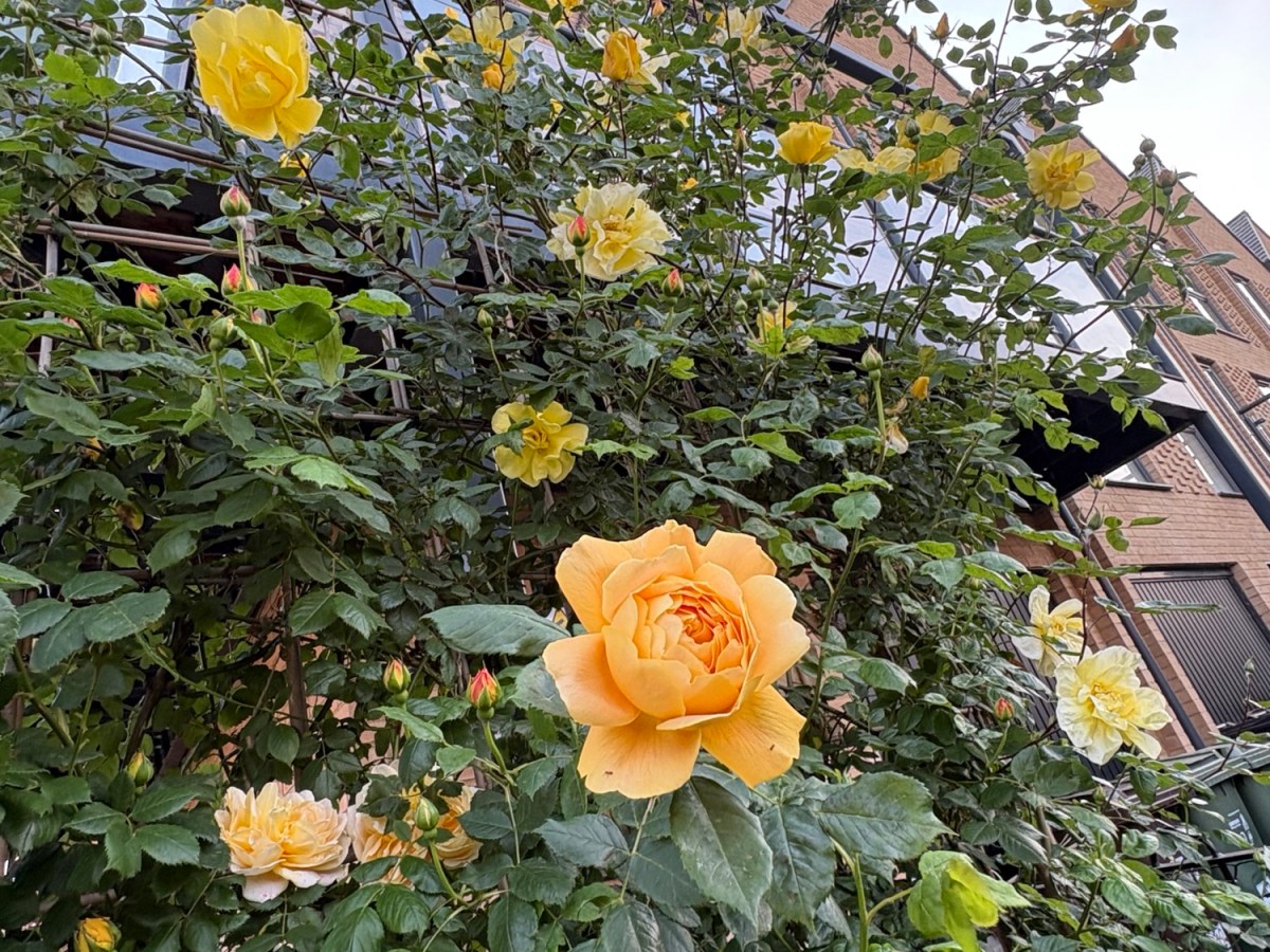 06-05-2026